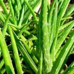 aloevera
