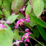 epimedium