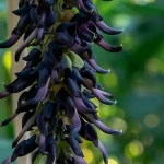 mucunapruriens