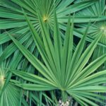 sawpalmetto