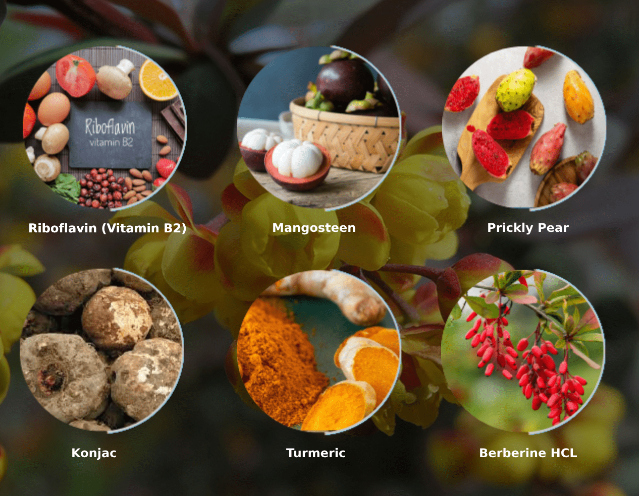 Ignitra Ingredients