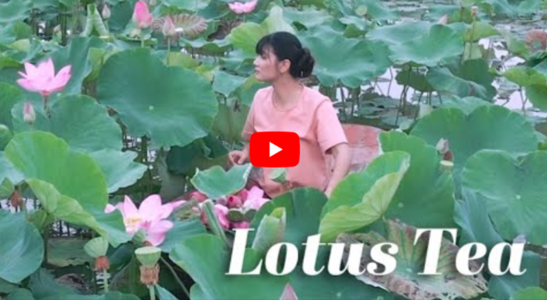 Pink Lotus