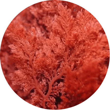 Marine Nitrate Complex