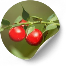 Butcher's Broom (Ruscus aculeatus)